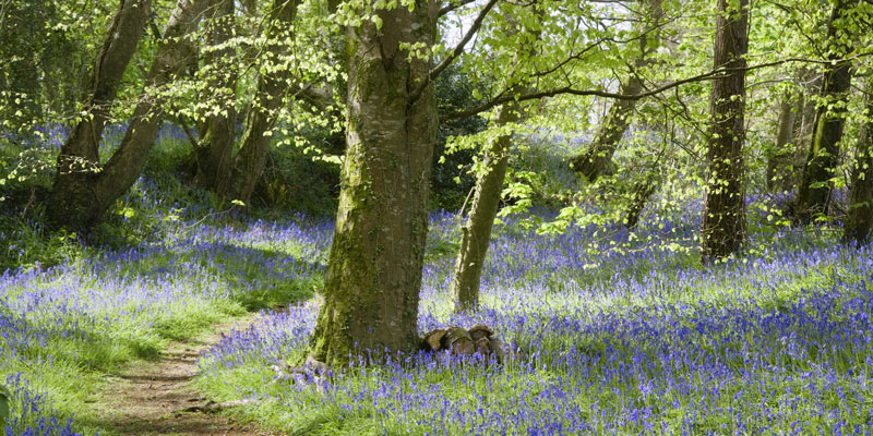 Bluebell-wood-at-Godolphin-©National-Trust-Images-Andrew-Butler