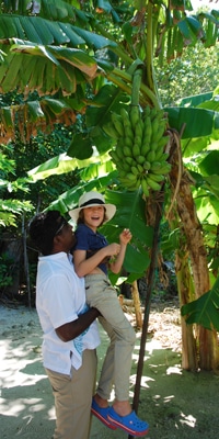 Boy-being-held-up-by-Mauritian-man-to-see-banana-tree-in-tropical-allotment