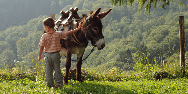 Donkey-trekking