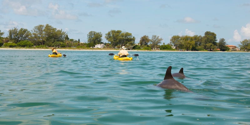 Bradenton_Kayaks_and_Dolphins
