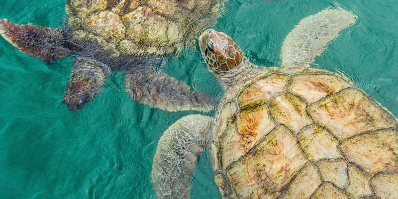 Turtles-shutterstock