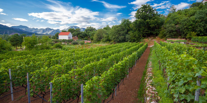 montenegro-vineyard