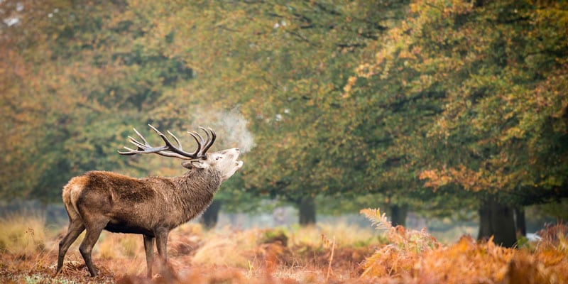 richmond-park-london