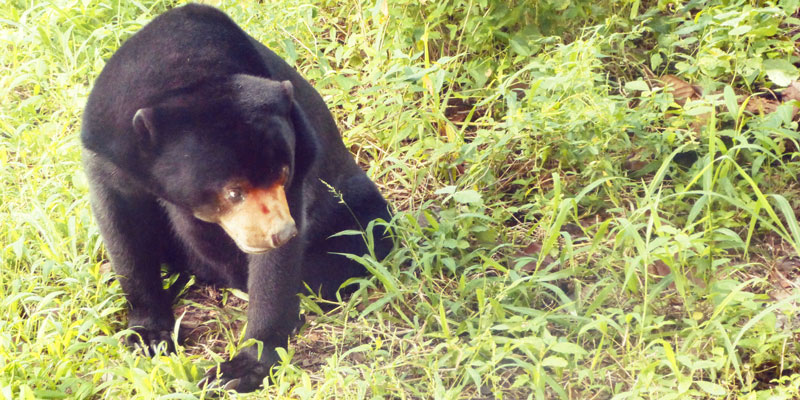 bear - wildlife experiences in asia