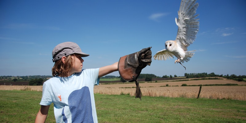 A boy puts out his arm for an owl to land at Bosworth Field