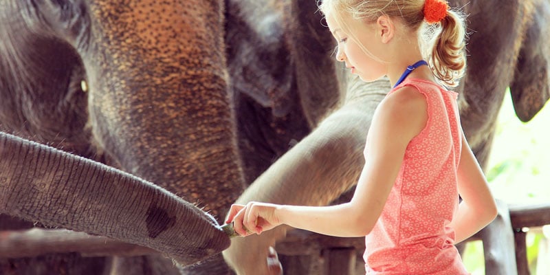 elephants thailand - wildlife experiences in asia