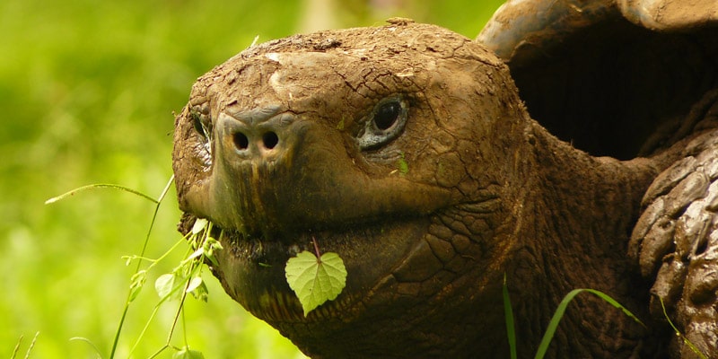 Galapagos-Tortoise eating leaves