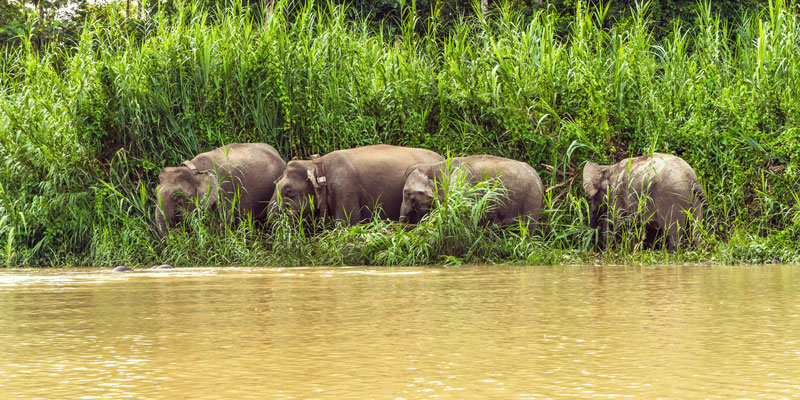 elephants-beside-kinabatangan-river-wildlife-cruises-malaysia