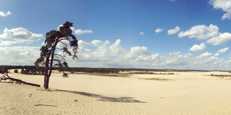 Loonse_en_Drunense_Duinen