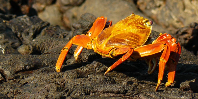 Sally-Lightfoot-Crab