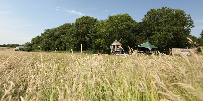 Wheat field with a treehouse and safari tent at Dandelion Hideaway