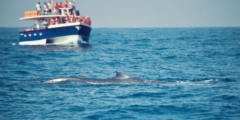 whale watching sri lanka - wildlife experiences in asia