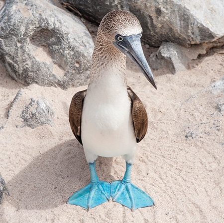 Blue-footed Booby standing on sand on Espanola the Galapagos