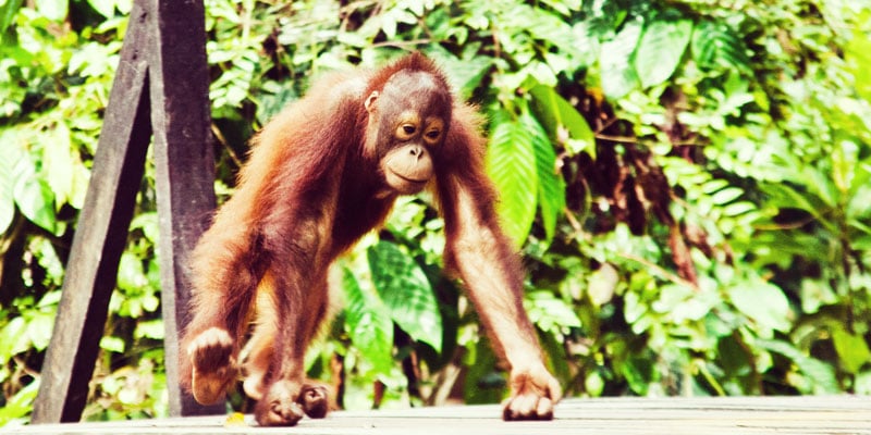 orangutan borneo - wildlife experiences in asia