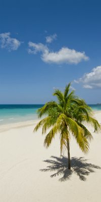 palm tree beaches negril