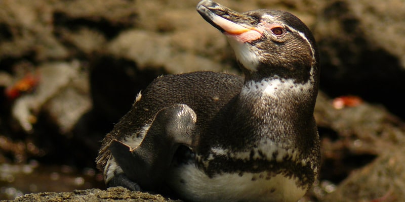 Young Galapagos penguin