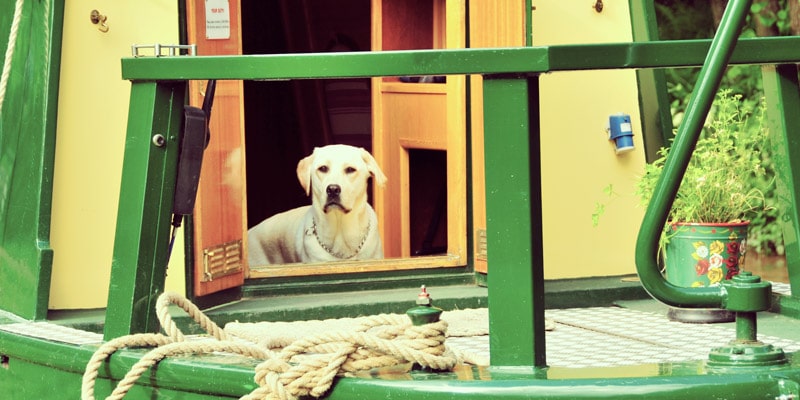 dog-on-narrowboat-less-saturation