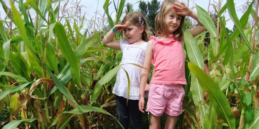 get-lost-in-the-mega-maize-at-hatton