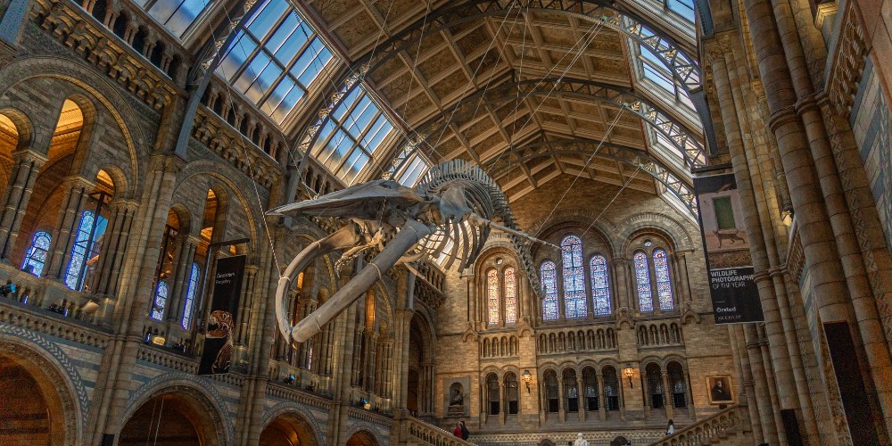 blue-whale-skeleton-hinze-natural-history-museum-london-days-out-family-traveller-2022-diego-allen