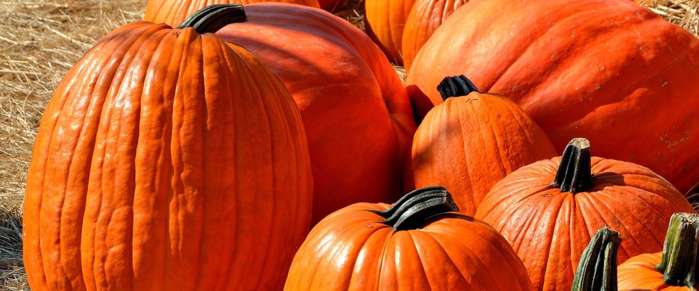 pumpkins-feature