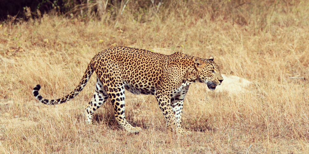 leopard-yala-national-park-sri-lanka