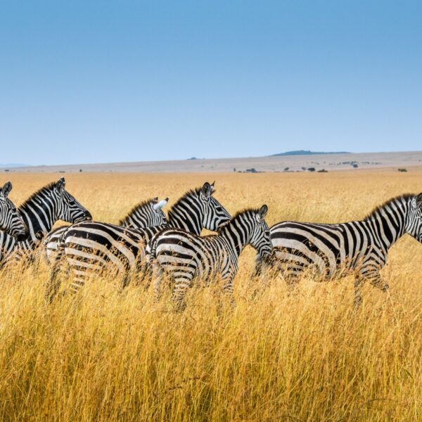 zebra-safari-kenya-sutirta-budiman