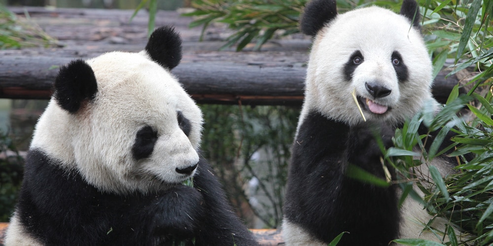 pandas china