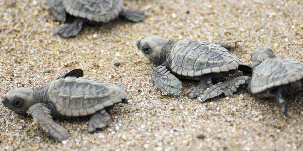 Baby turtles in the sand