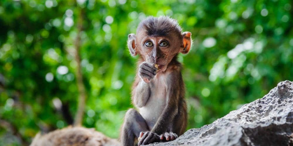 baby-macaque-ubud-sacred-monkey-forest-bali