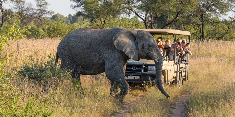south-africa-safari-kruger