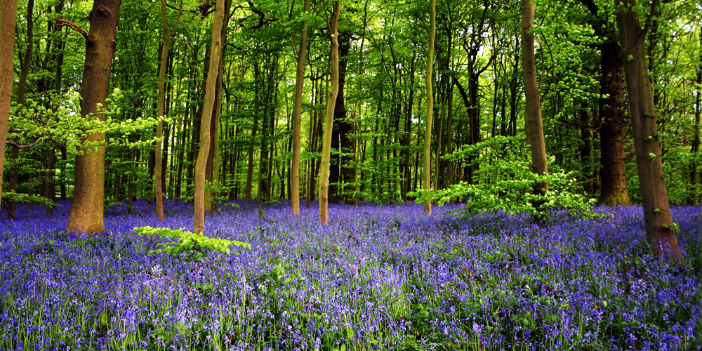 Sherwood Forest uk