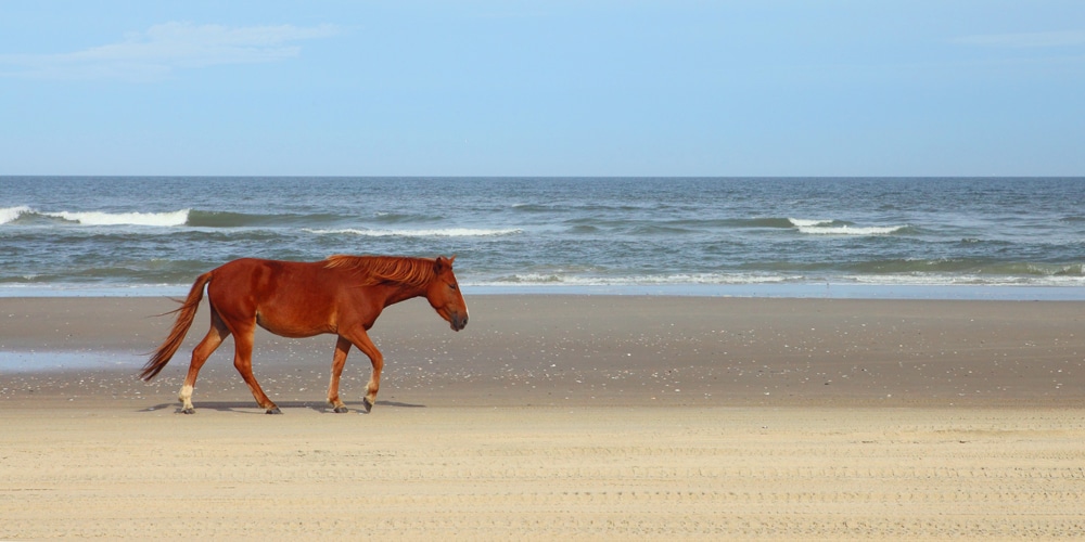 bankers-pony-corolla-beach-outer-banks-north-carolina