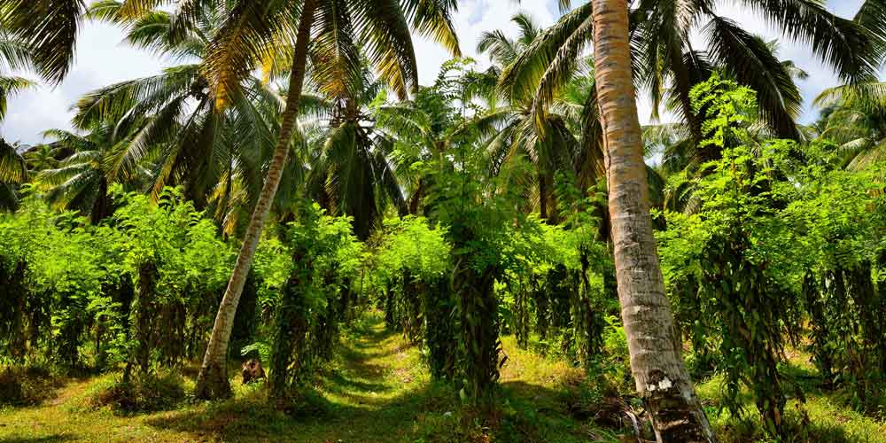 family holidays in Seychelles