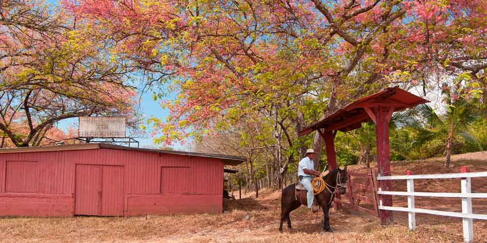 cowboy costa rica experiences