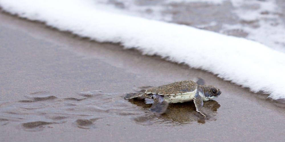 sea turtles costa rica experiences