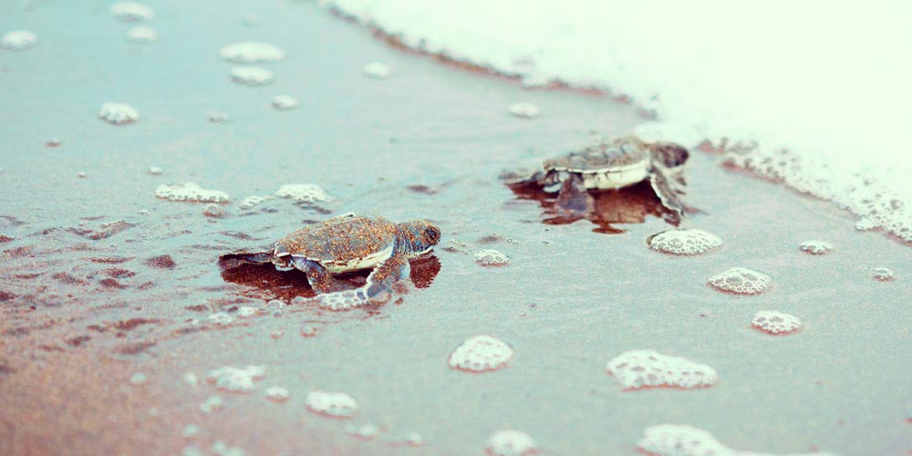 Turtles Costa Rica beaches