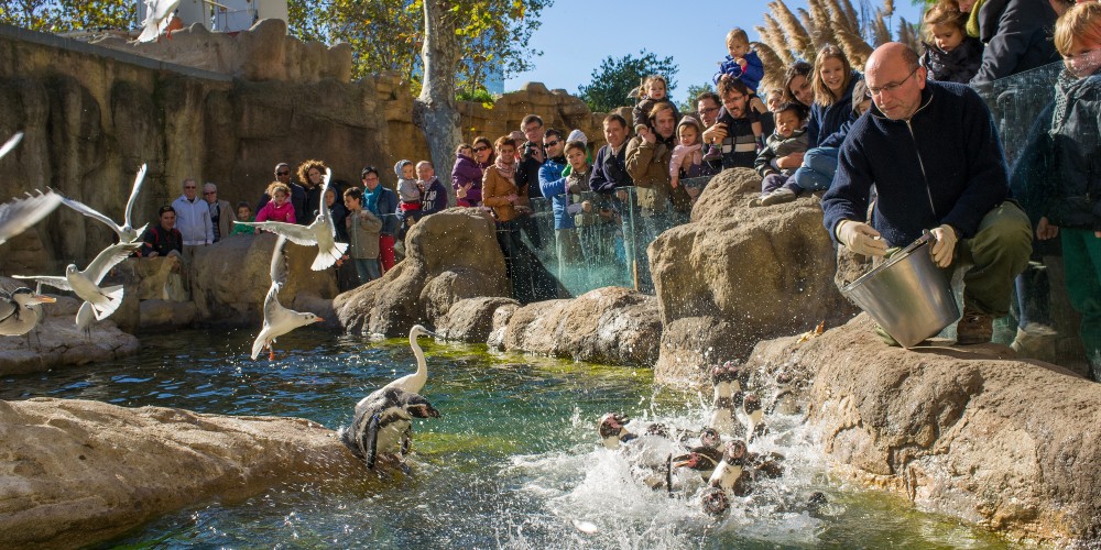 penguin-feeding-time-barcelona-zoo-ciutadella-park-spain