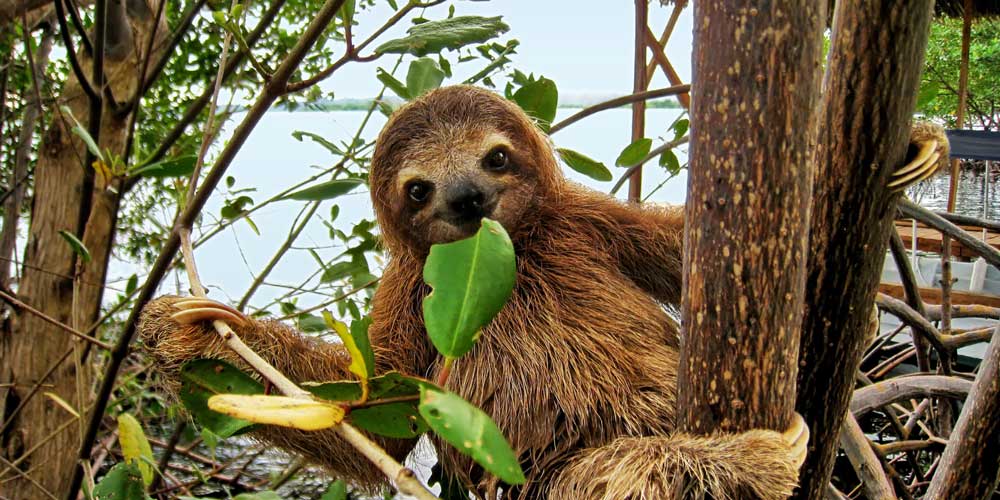 sloth costa rica experiences