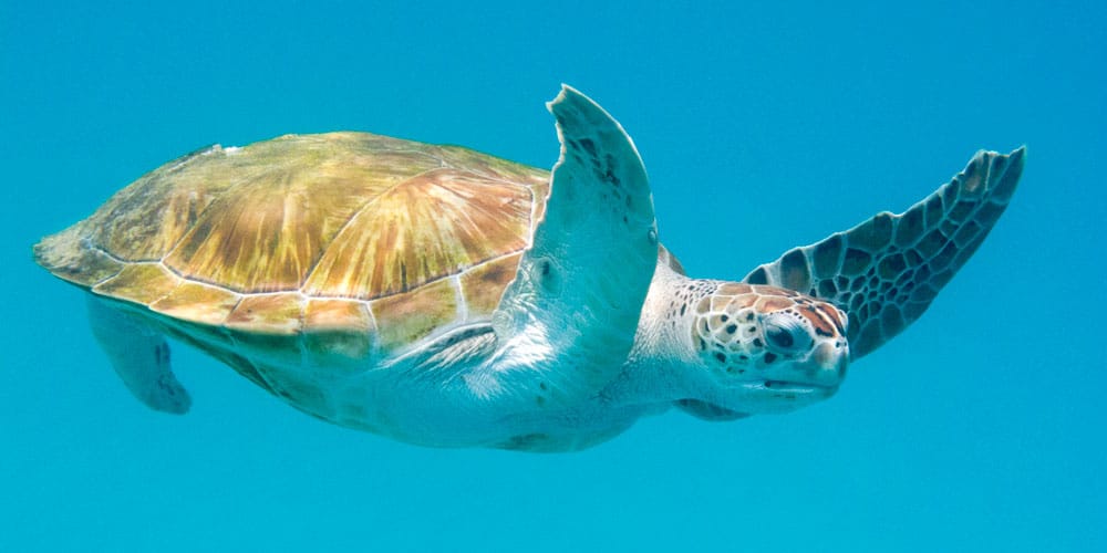 Wildlife Experiences turtle Barbados