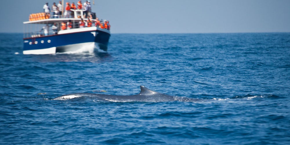 Wildlife Experiences blue whales Sri Lanka