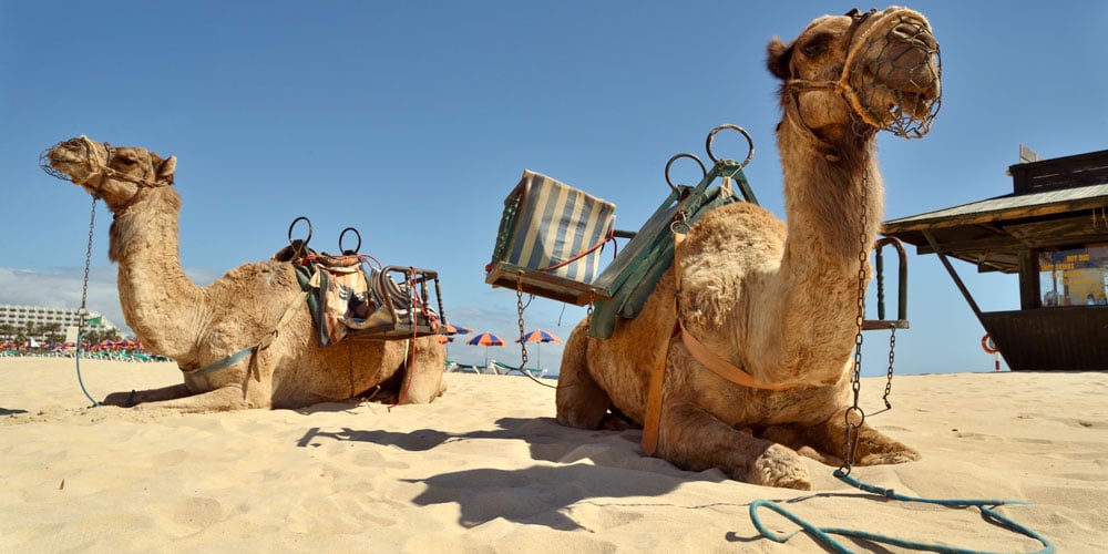 family holiday activities camel safaris oasis park