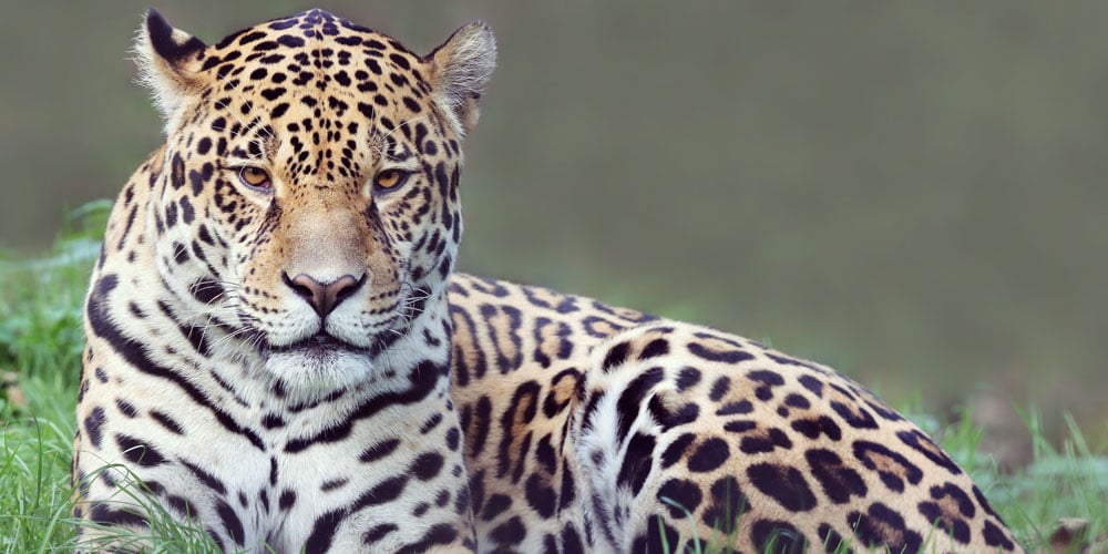 Jaguar discover Costa Rica