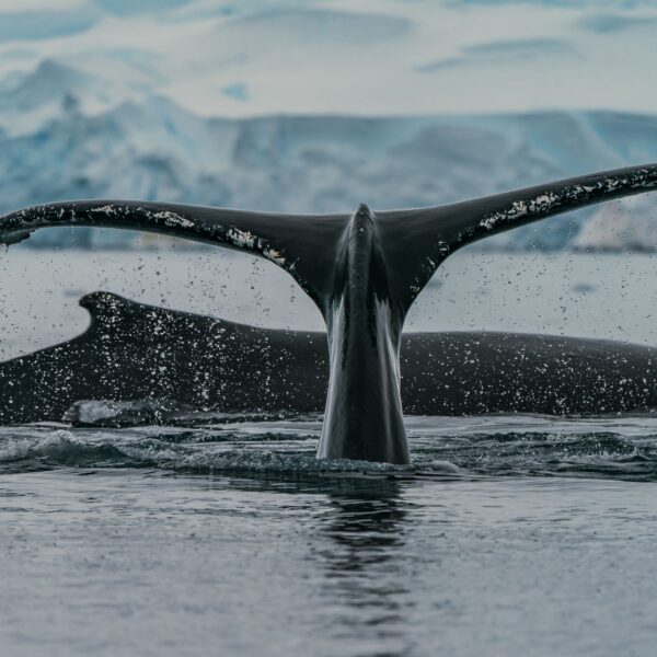 whales-tails-antartica-rod-long