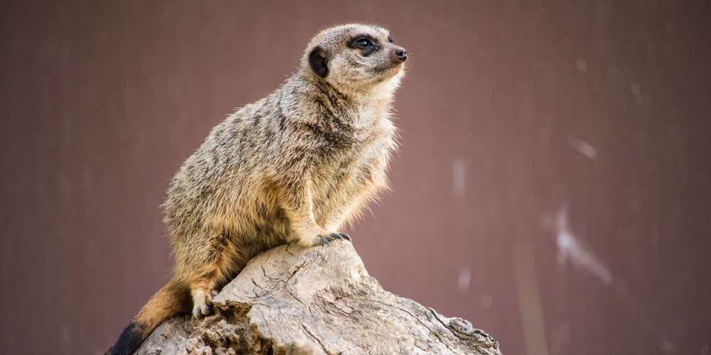 things-to-do-in-porto-santo-inacio-zoo-meerkat