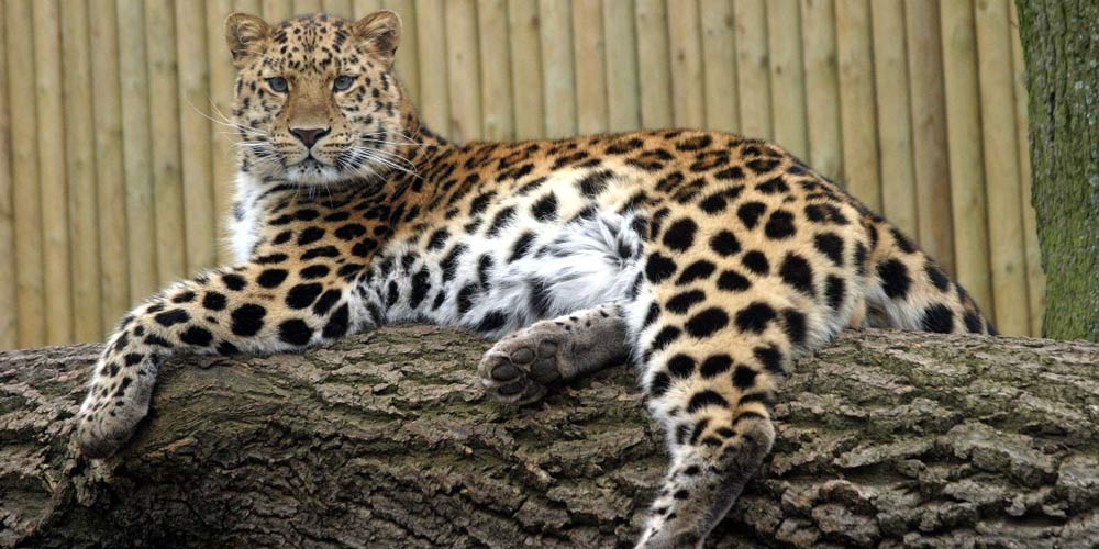 Marwell Zoo leopard things to do in May with kids