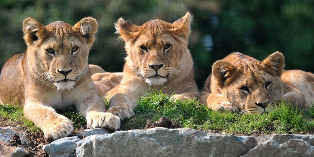 big cats folly farm - things to do in June