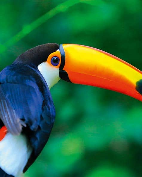 mother son adventure peru toucan
