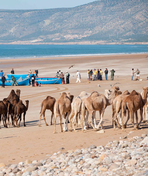 Camels and fishermen on the beach, Paradis Plage, Morocco