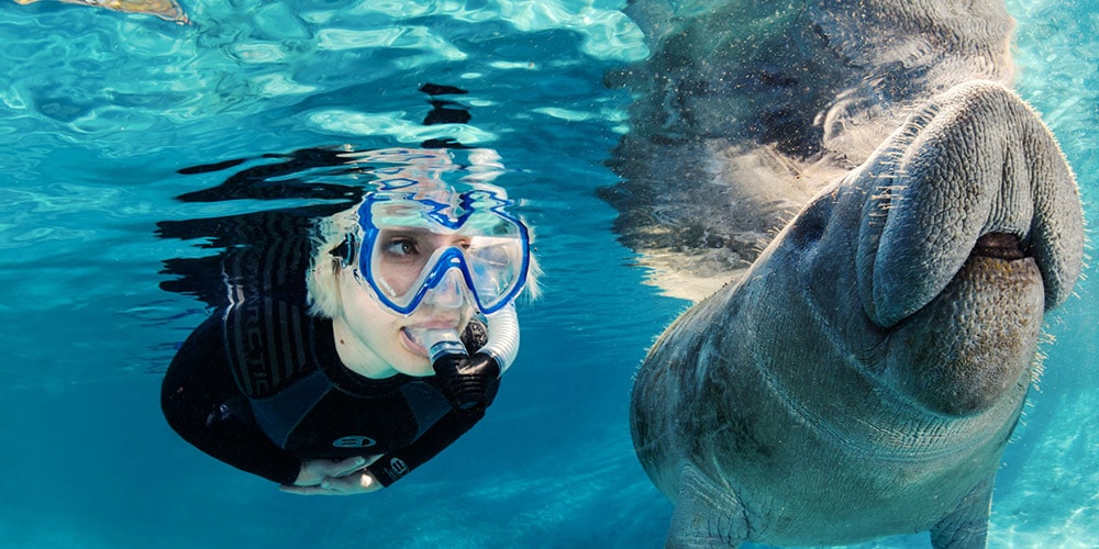 little-girl-snorkelling-with-a-manatee-in-florida-2022