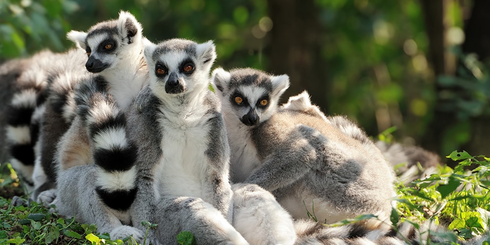 lemurs-on-jungle-island-miami-florida-family-experiences-with-kids